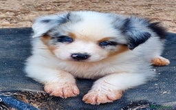 Pastor Australiano perros en venta: Cachorros pastor australiano  - Imagen 4