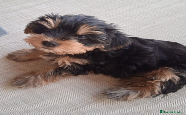 Yorkshire Terrier perros - Anuncio 4