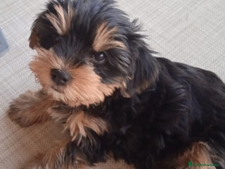 Yorkshire Terrier perros - Anuncio 13