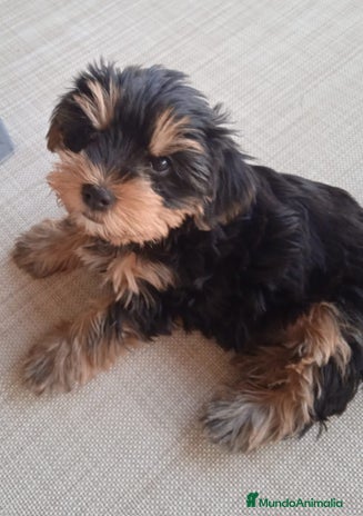 Yorkshire Terrier perros - Anuncio 13