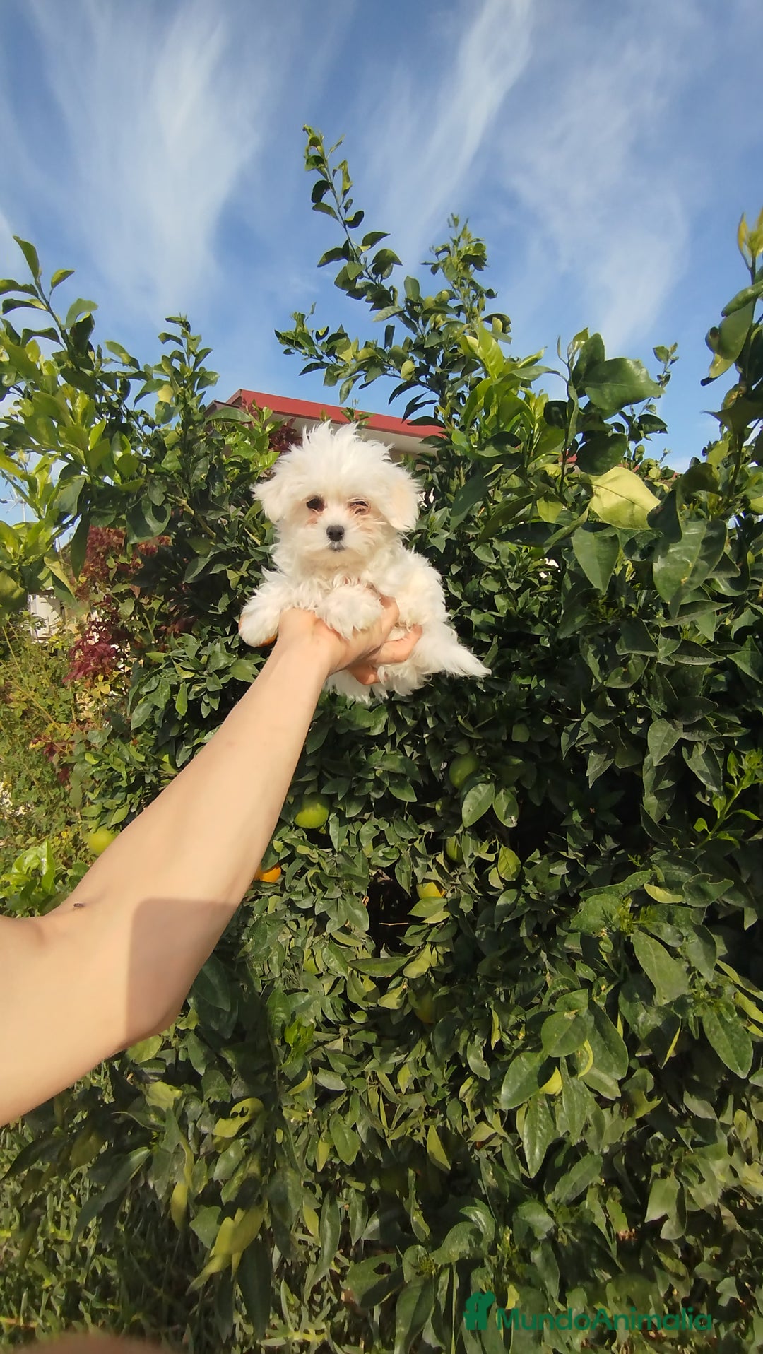 Bichón Maltés perros en venta: Bichón maltés toy - Imagen 3