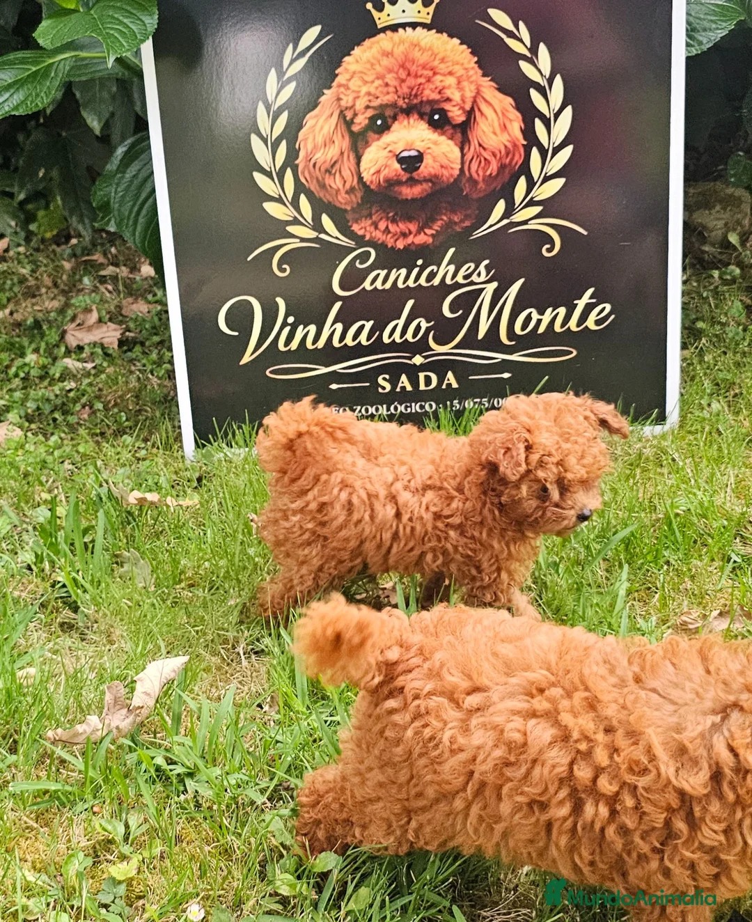 Caniche Toy perros en venta: Caniche toy (microtoy/ teacup) - Anuncio 2