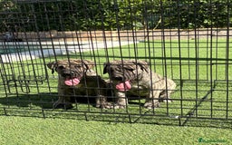 Dogo Canario perros en venta: Cachorros de presa canario - Imagen 10