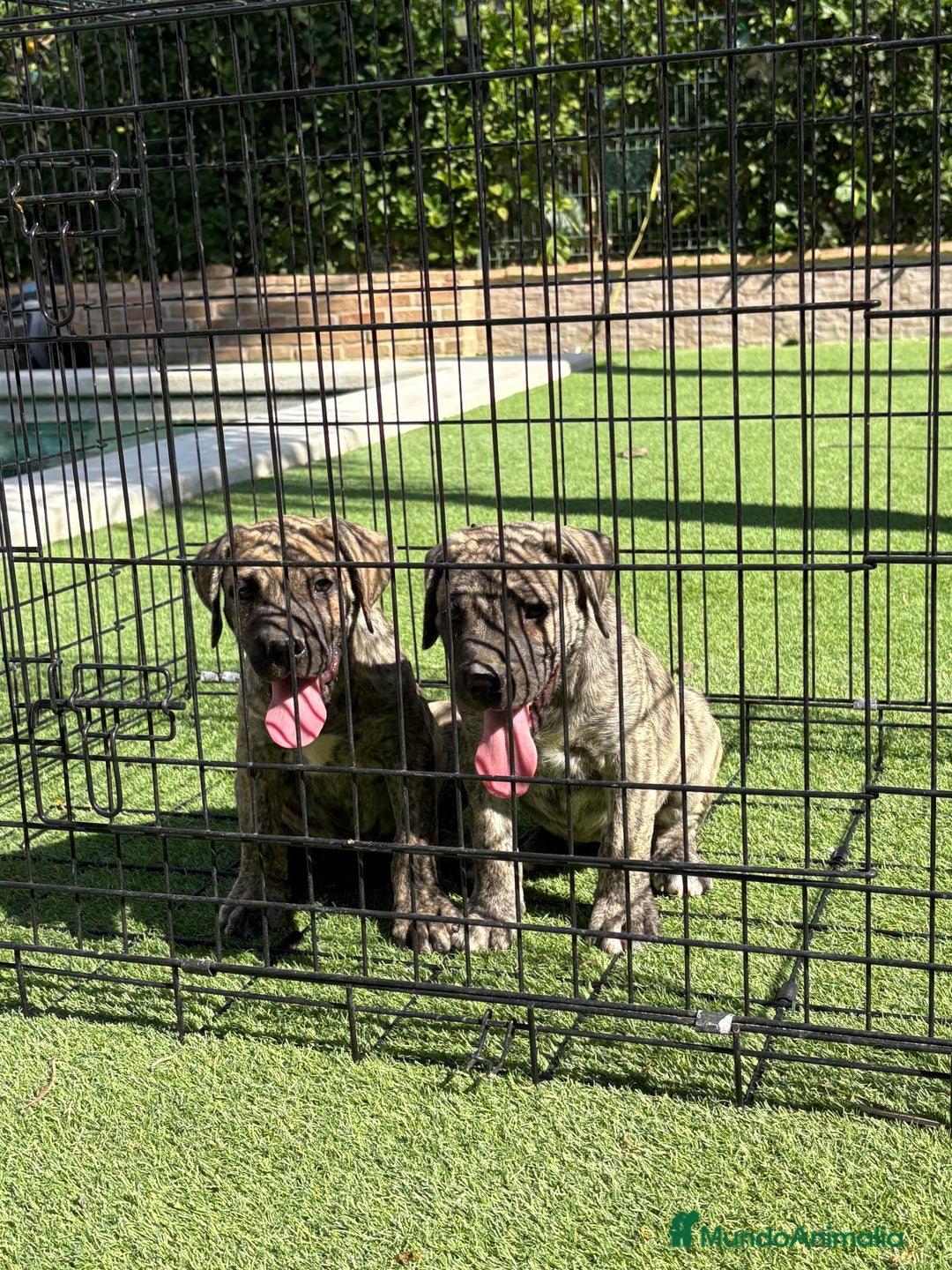 Dogo Canario perros en venta: Cachorros de presa canario - Imagen 10