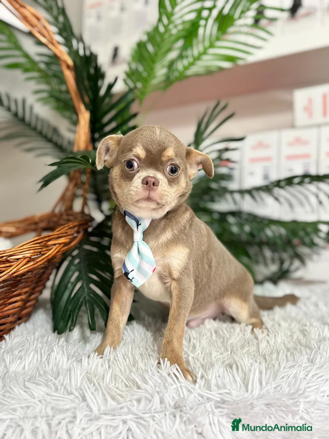 Chihuahua perros en venta: CHIHUAHUA BLUE 6 MESES - Anuncio 13