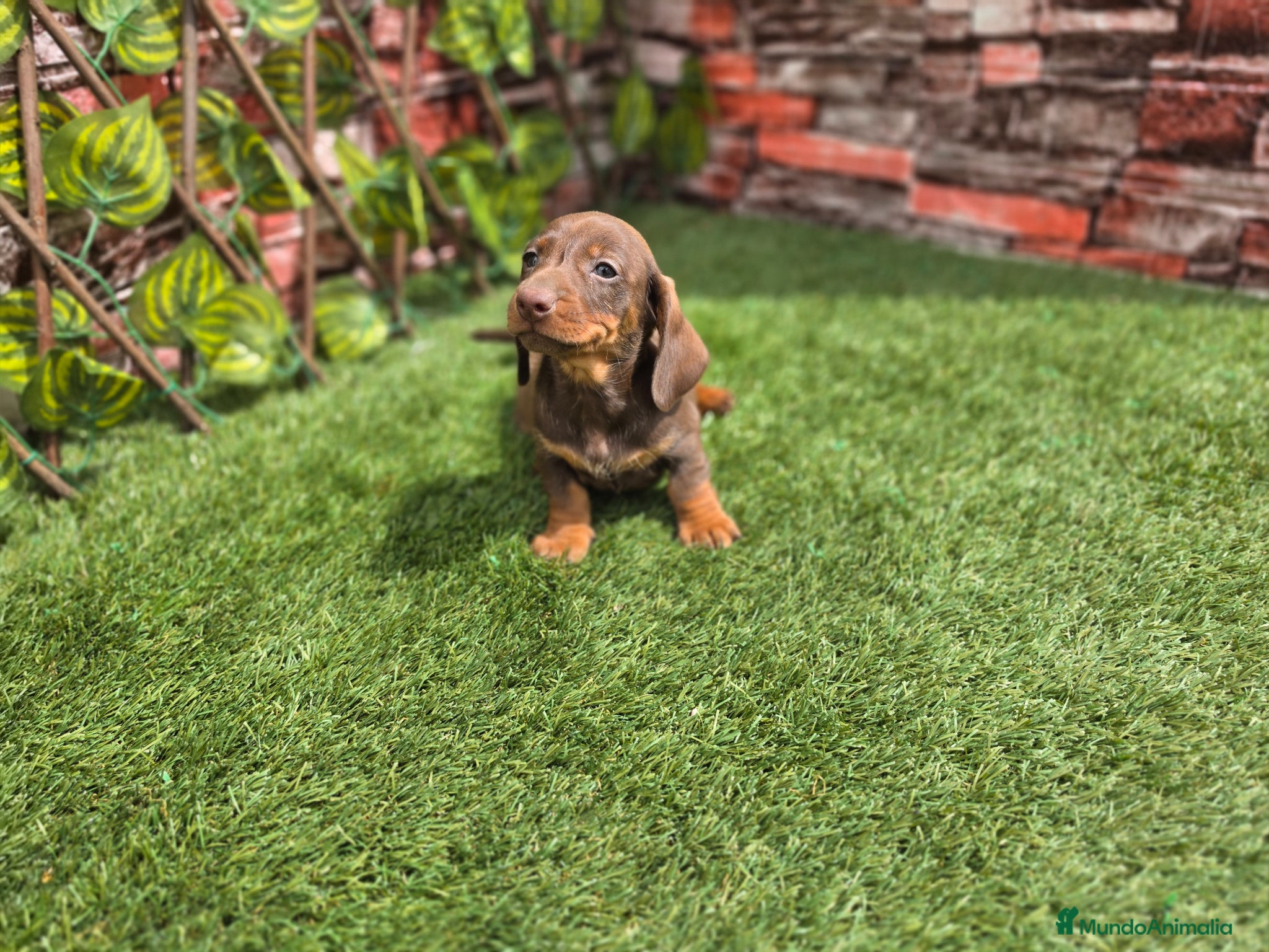 Teckel Miniatura perros TECKEL MINIATURA - Anuncio 3