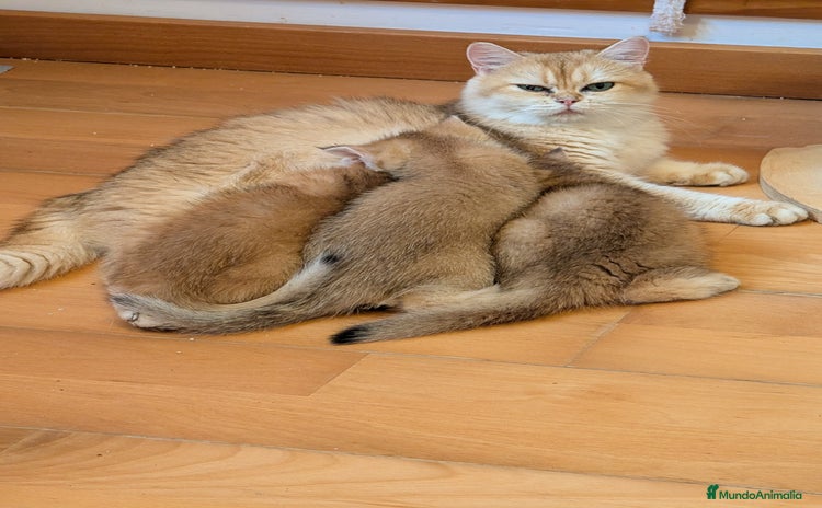 Británico de Pelo Corto gatos - Anuncio 1