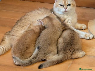 Británico de Pelo Corto gatos - Anuncio 1