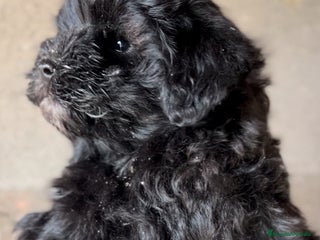 Maltipoo perros en Barcelona - Anuncio 21