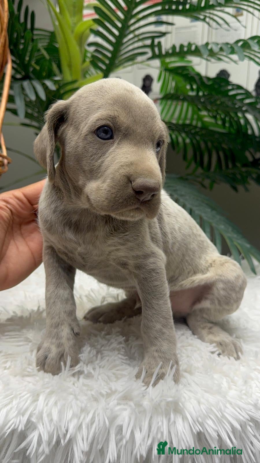 Braco Alemán de Pelo Corto perros en venta: BRACO ALEMAN - Anuncio 30