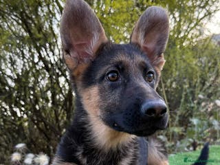 Pastor Alemán perros CRIADERO DE PASTOR ALEMAN - Anuncio 7