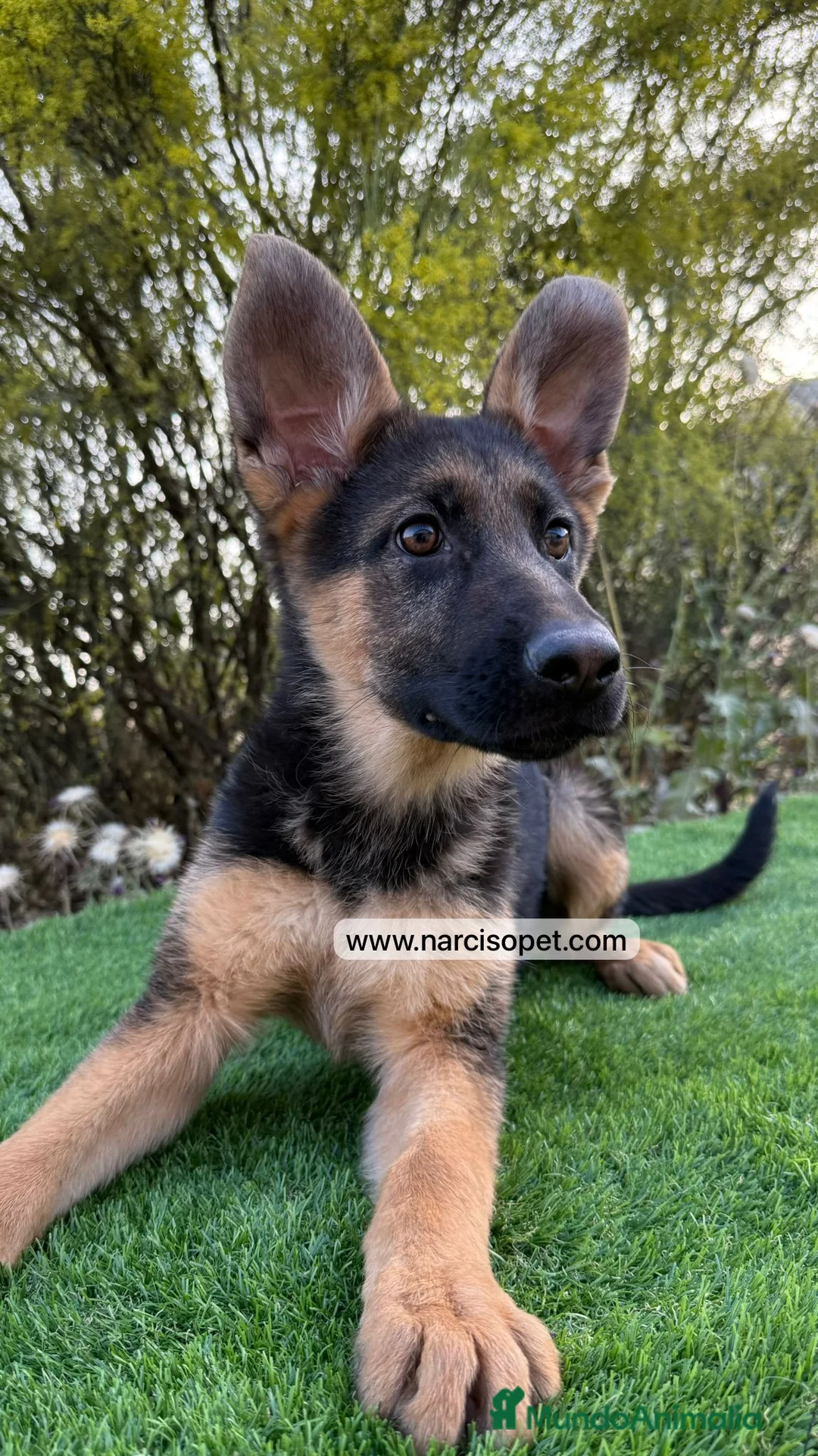 Pastor Alemán perros en venta: CRIADERO DE PASTOR ALEMAN - Anuncio 1