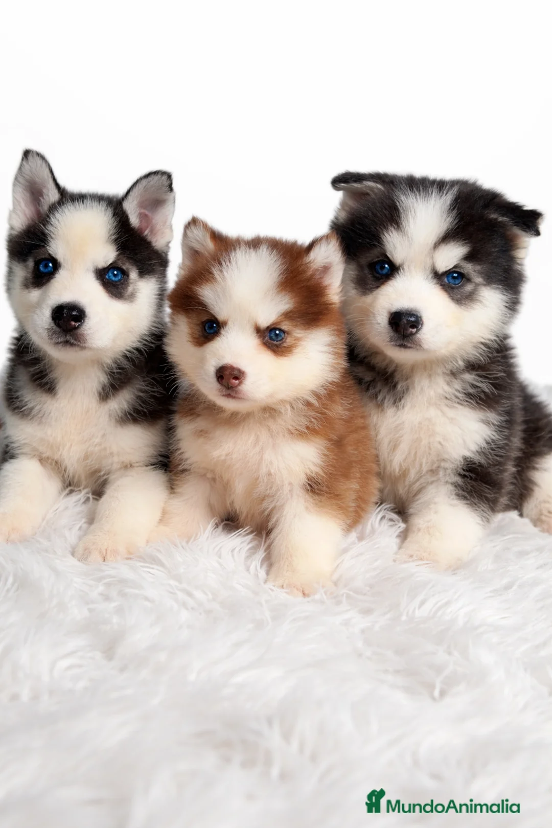 Husky Siberiano perros en venta: Husky macho ojos azules  - Anuncio 1