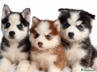 Husky Siberiano perros Husky macho ojos azules - Anuncio 5