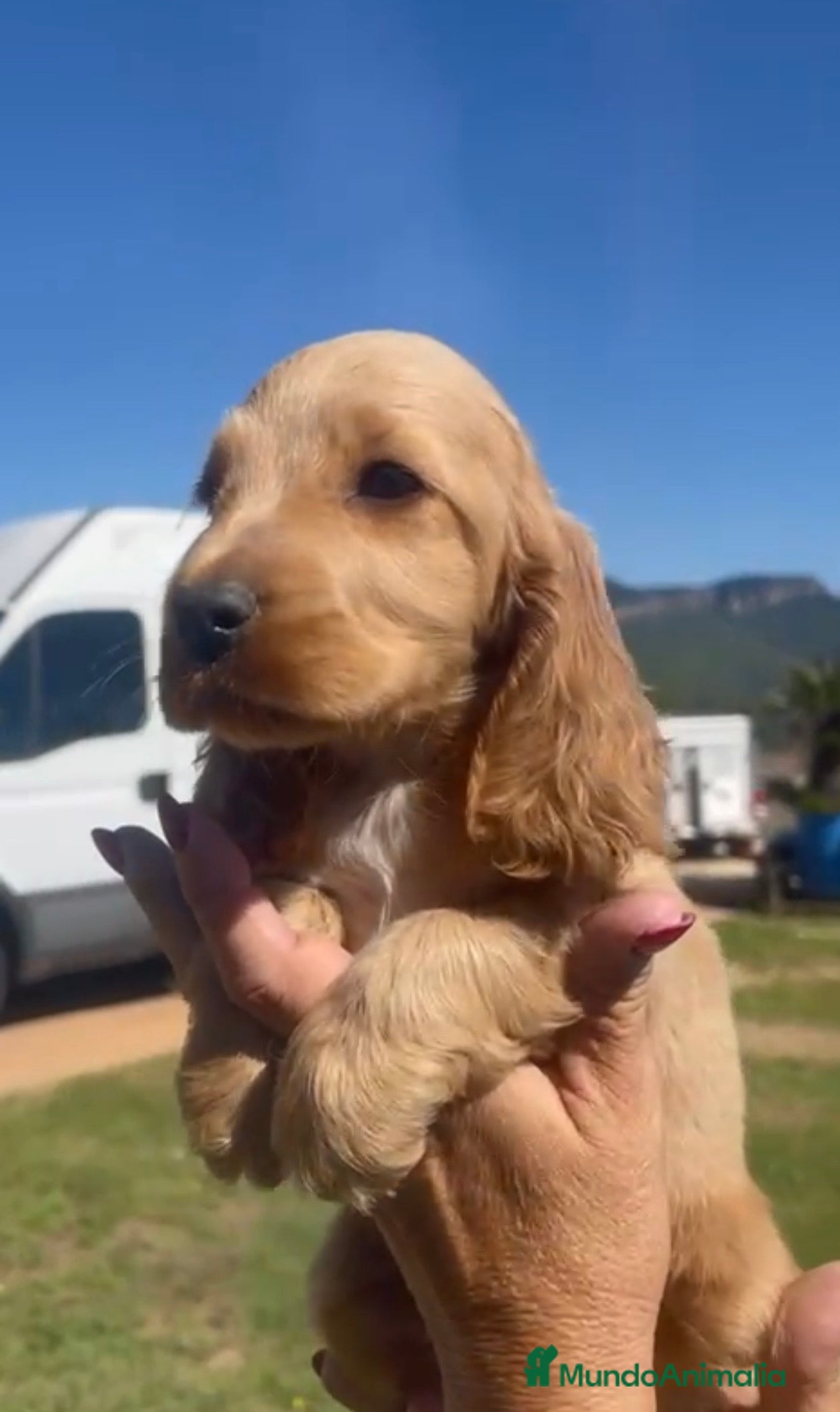 Cocker Spaniel Inglés perros Cocker spaniel ingles - Anuncio 1