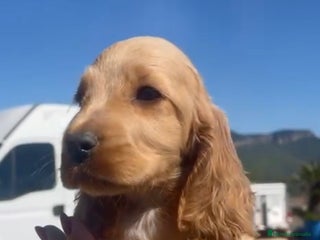 Cocker Spaniel Inglés perros Cocker spaniel ingles - Anuncio 1