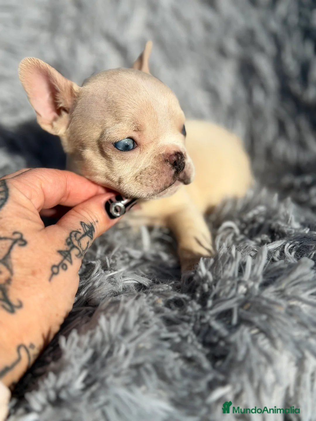 Bulldog Francés perros en venta: Bulldog Platimun  - Anuncio 2