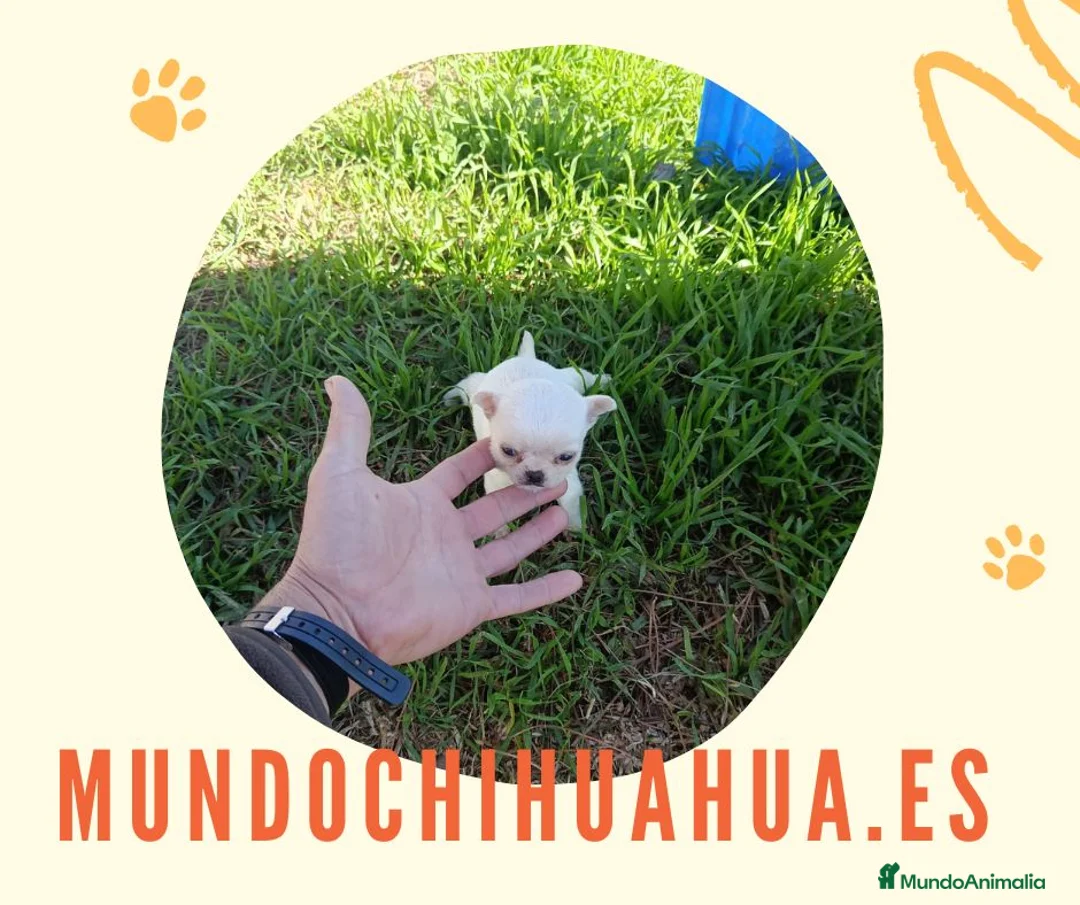 Chihuahua perros en venta: PRECIOSOS CHIHUAHUA RUSO Y ASIÁTICO  - Anuncio 15