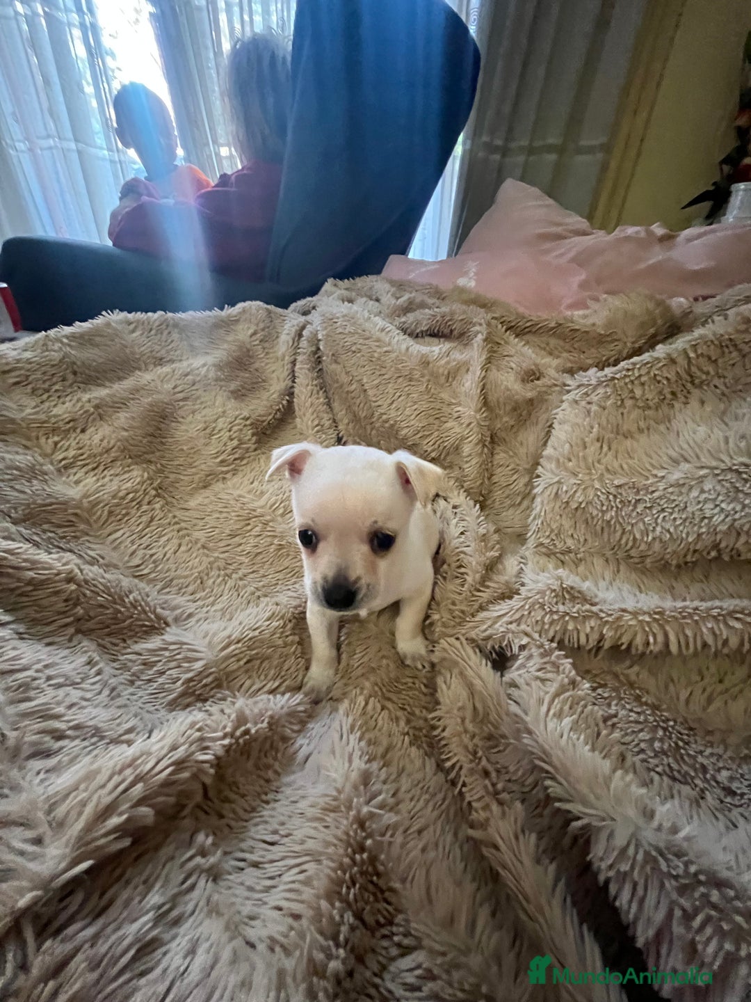Chihuahua perros en venta: Chihuhua - Anuncio 3
