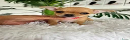 Chihuahua perros en venta: CHIHUAHUA HEMBRA - Anuncio 11