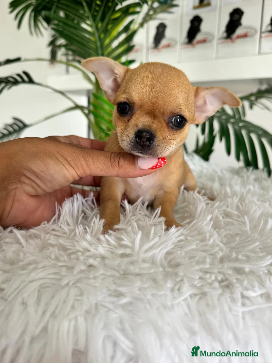 Chihuahua perros en venta: CHIHUAHUA HEMBRA - Anuncio 11