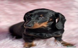 Teckel perros en venta: TECKEL - Anuncio 4