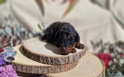 Caniche Toy perros en venta: Preciosos caniches phantom  - Anuncio 1