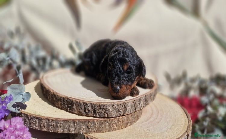 Caniche Toy perros Preciosos caniches phantom  - Anuncio 1