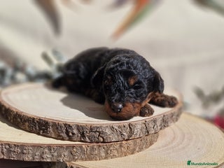 Caniche Toy perros Preciosos caniches phantom - Anuncio 1