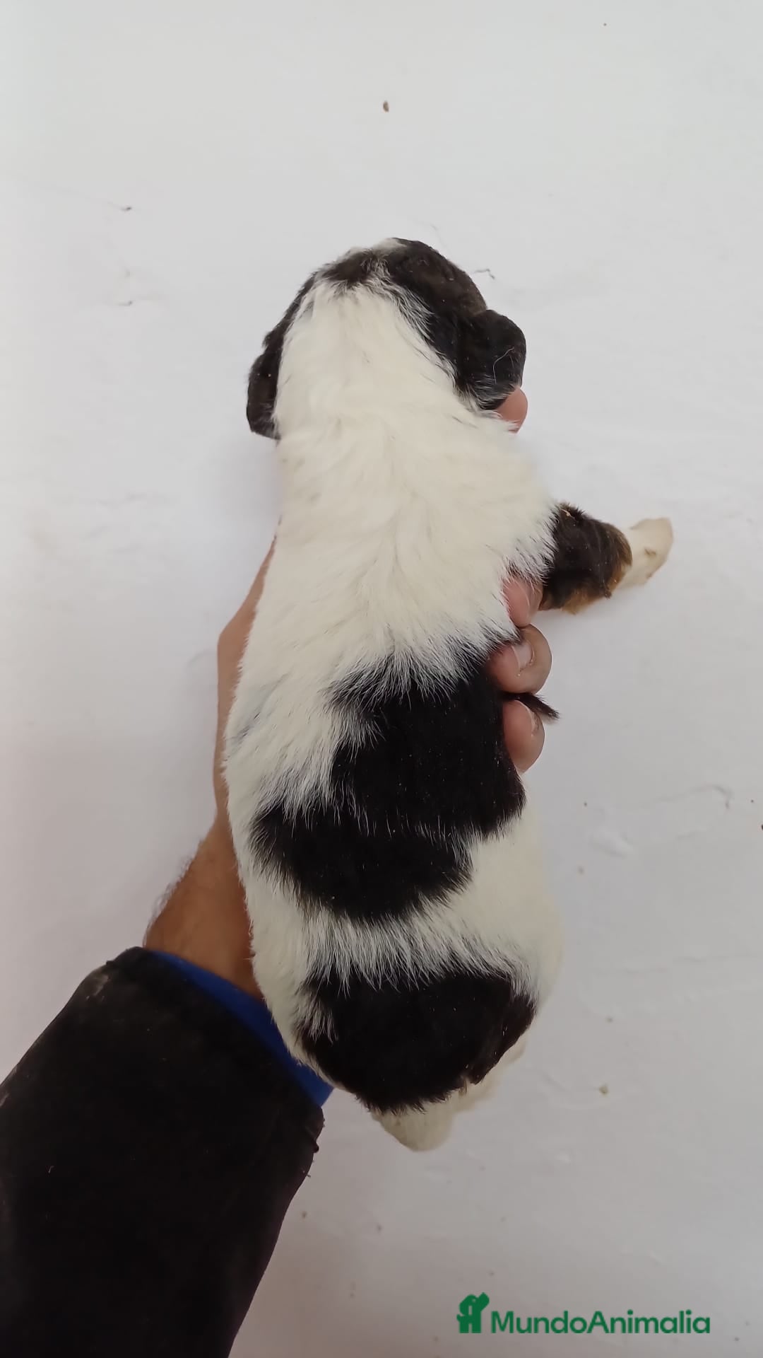 Fox Terrier de Pelo Duro perros en venta: Foxterrier Pelo Duro  - Anuncio 2