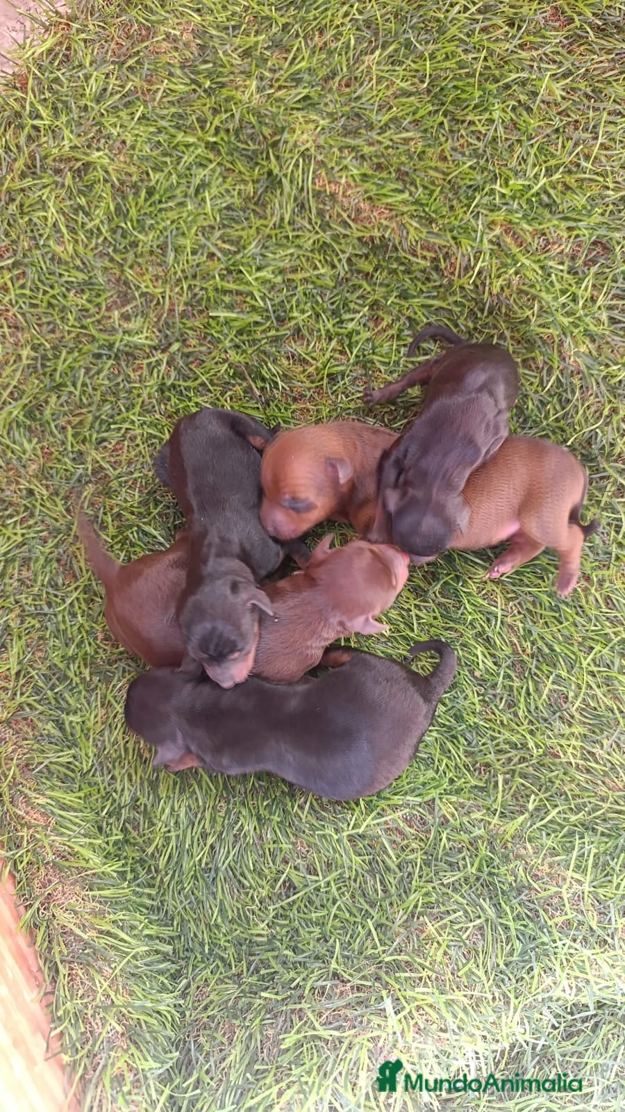 Pinscher Miniatura perros Mini Pincher  - Anuncio 1