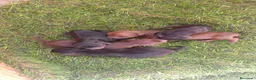 Pinscher Miniatura perros en venta: Mini Pincher  - Anuncio 1