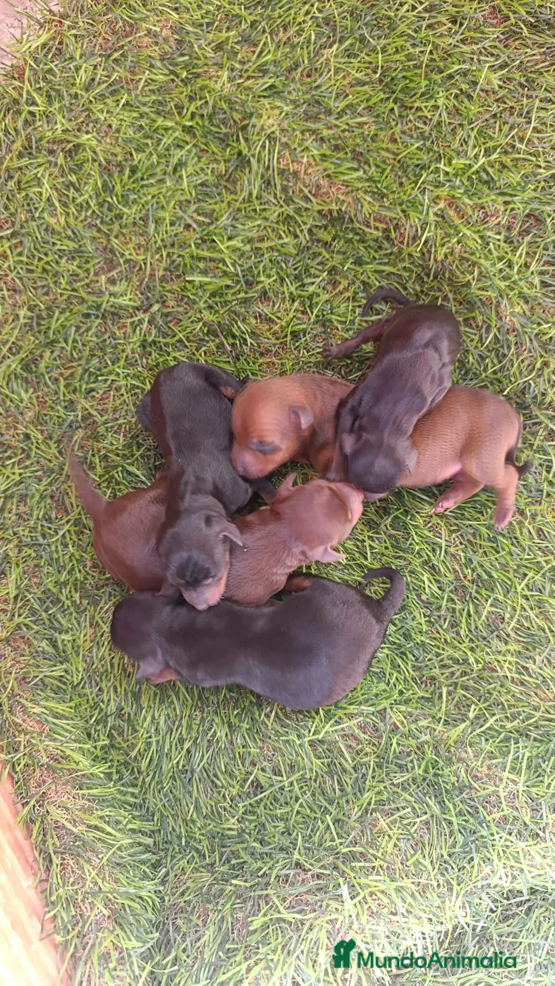 Pinscher Miniatura perros en venta: Mini Pincher  - Anuncio 1