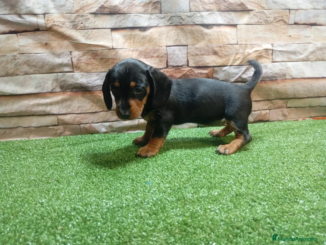 Teckel Miniatura perros en venta: Teckel Mini - Anuncio 3