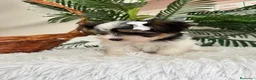 Yorkshire Terrier perros en venta: YORKSHIRE BIEWER - Anuncio 21