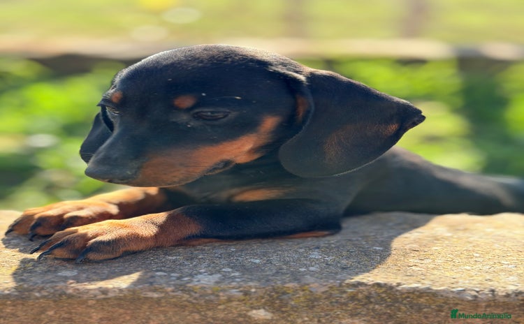 Teckel Miniatura perros Teckel negro fuego mini - Anuncio 2
