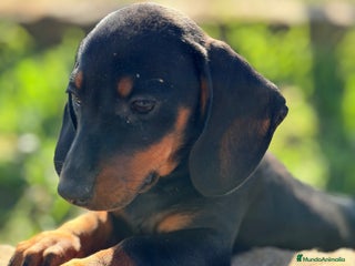 Teckel Miniatura perros Teckel negro fuego mini - Anuncio 2