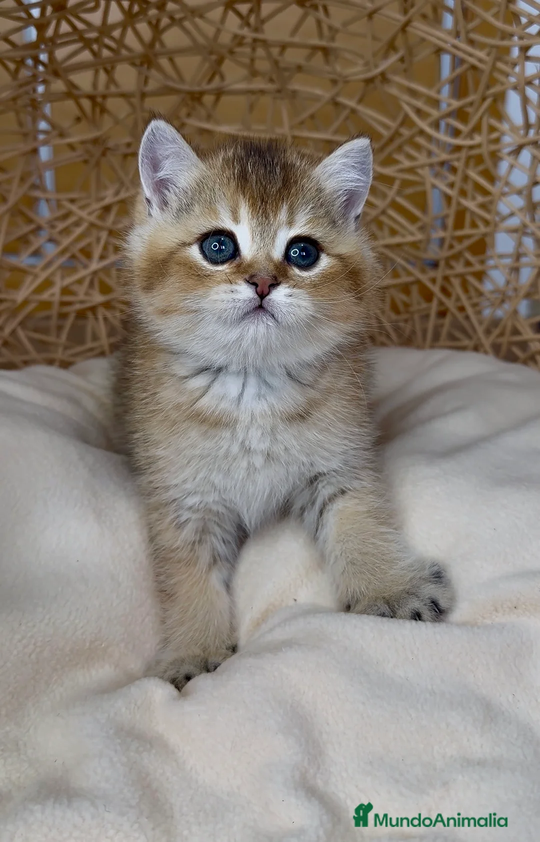 Británico de Pelo Corto gatos en venta: ✨ Últimos dos hermanitos disponibles ✨ - Anuncio 15