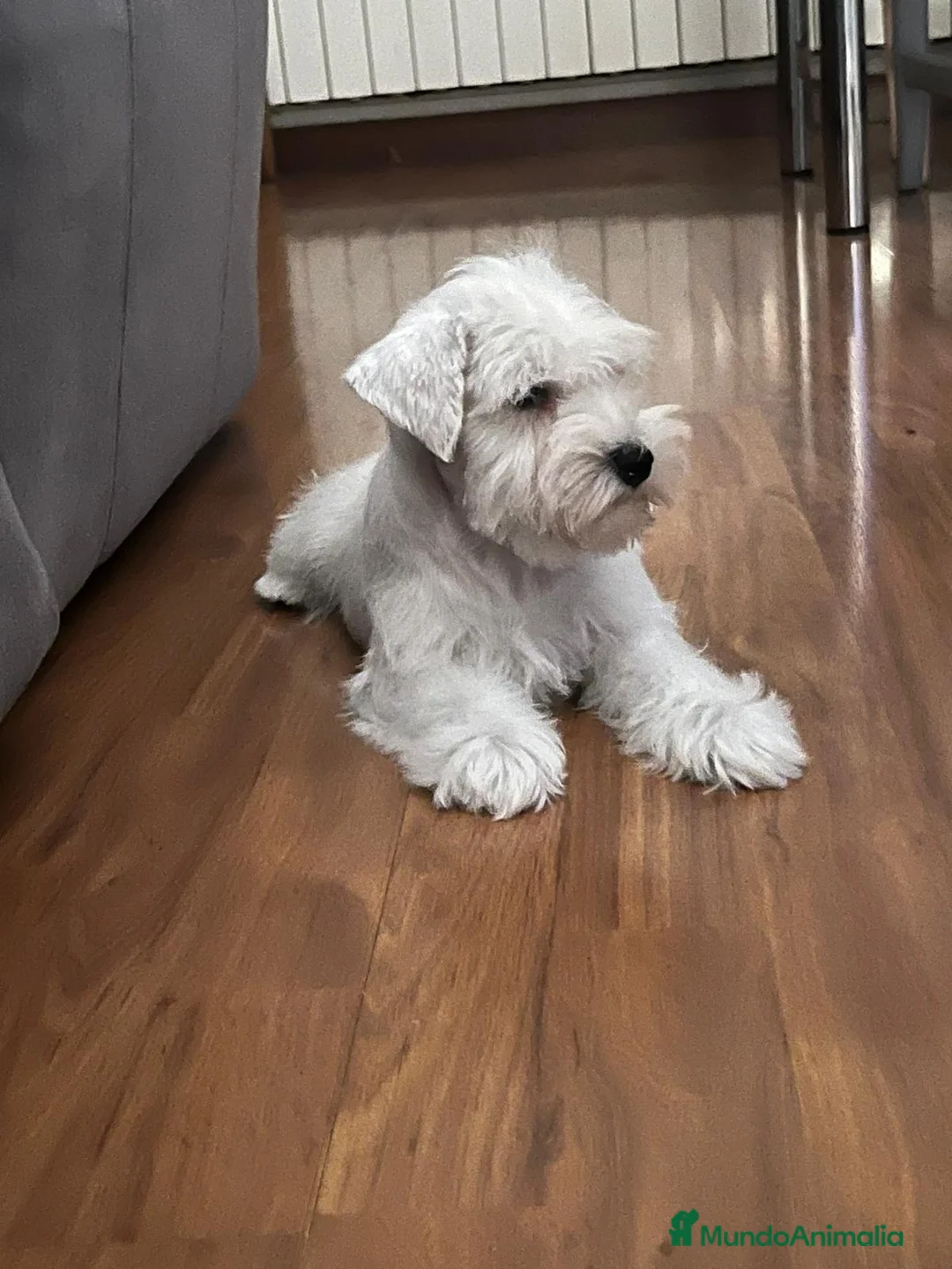 Schnauzer Miniatura perros en venta: Schnauzer miniatura blanco - Anuncio 1