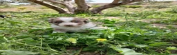 Otras razas perros en venta: AUSTRALIAN WATER DOG - Anuncio 12
