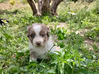 Otras razas perros en venta: AUSTRALIAN WATER DOG - Anuncio 3