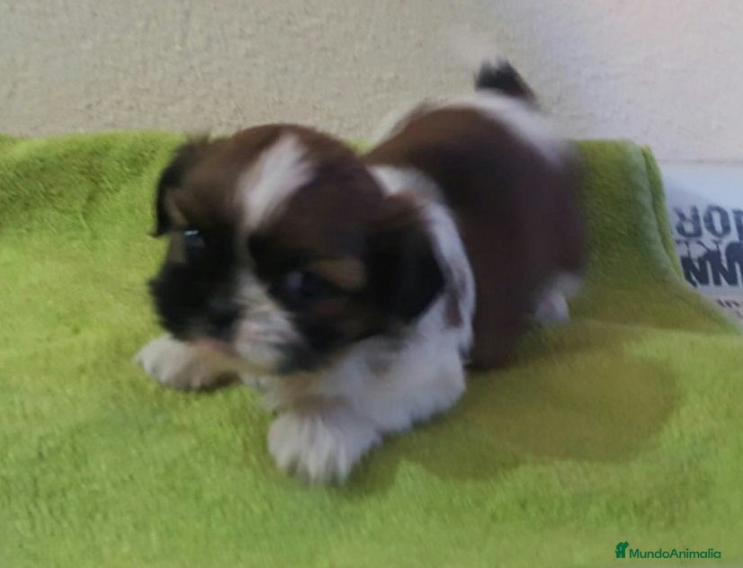 Shih Tzu perros Shihtzus preciosos en Barcelona - Anuncio 1