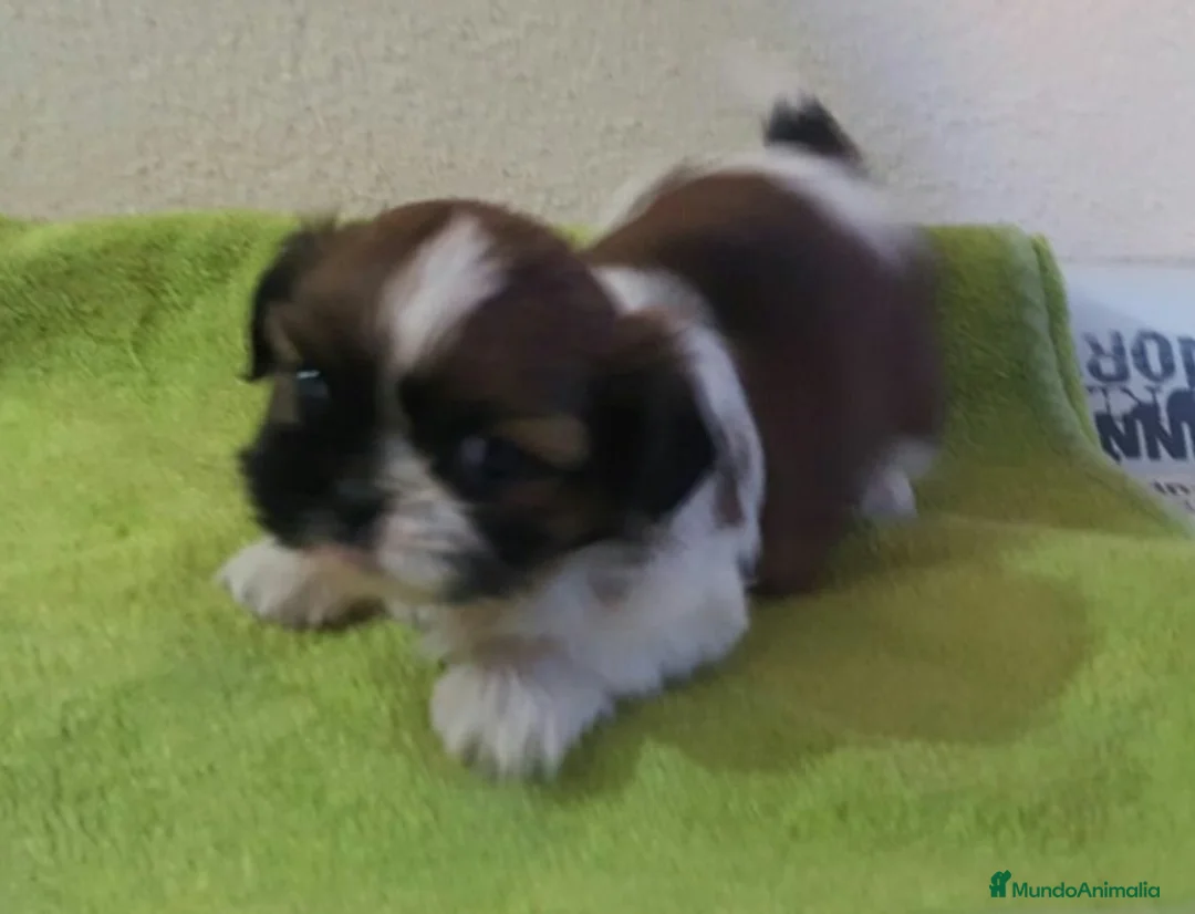 Shih Tzu perros en venta: Shihtzus preciosos en Barcelona - Anuncio 1