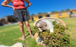 Pomerania perros en venta: Pomerania - Imagen 4
