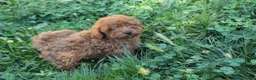 Caniche Toy perros en venta: Caniche Toy rojo  - Anuncio 13