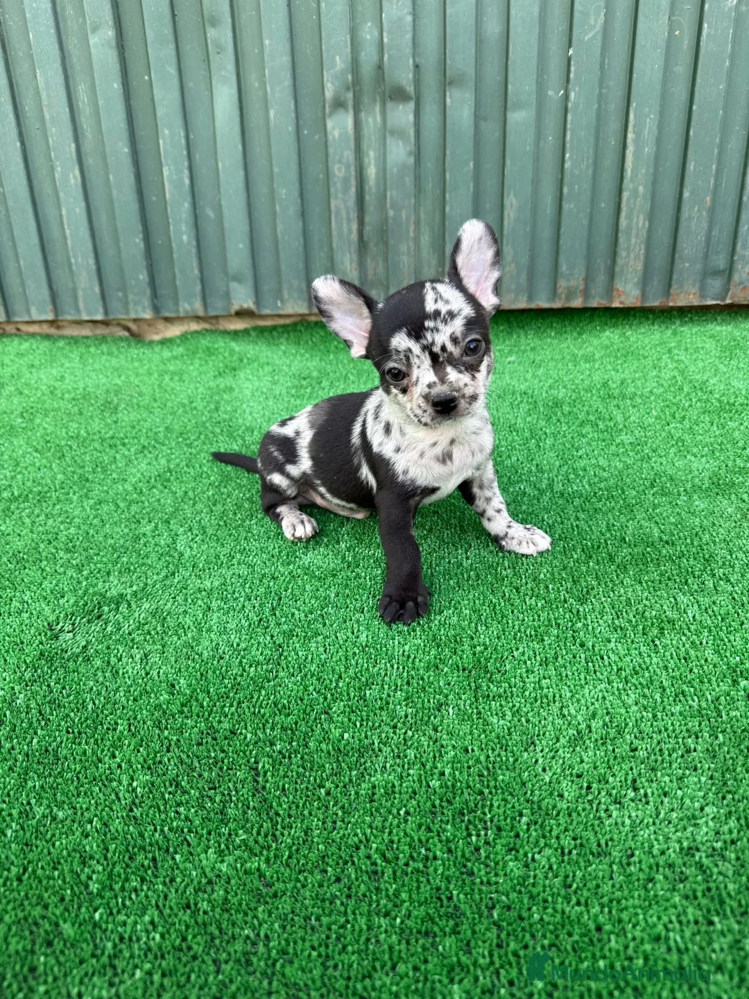 Chihuahua perros en venta: chihuahua  - Anuncio 2