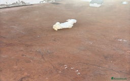 Bichón Maltés perros en venta: Bichon maltés toy  - Anuncio 2