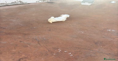 Bichón Maltés perros Bichon maltés toy  - Anuncio 4