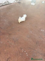 Bichón Maltés perros Bichon maltés toy - Anuncio 12