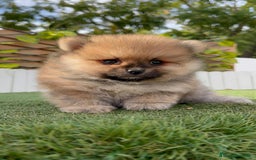 Pomerania perros en venta: POMERANIA - Imagen 11